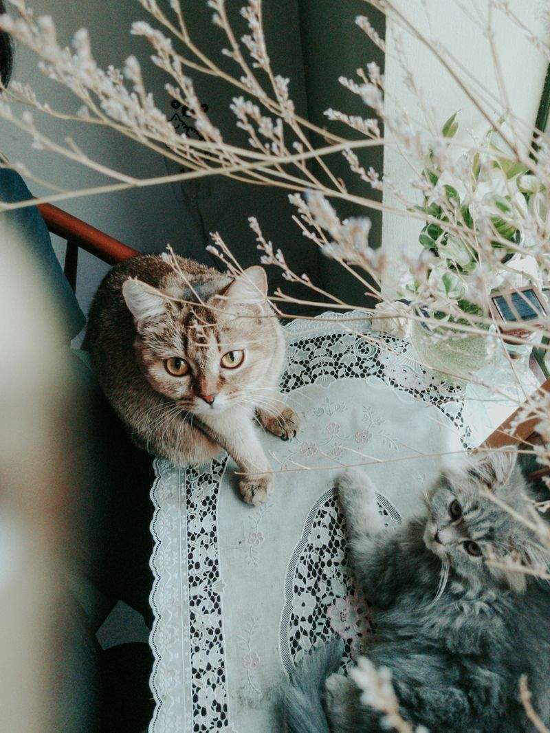 Purrfection Cat Services - Image 11