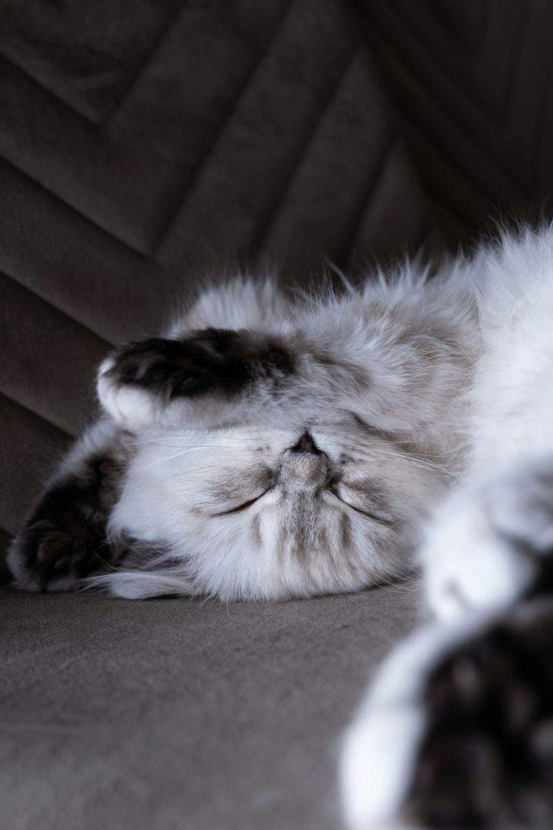 Purrfection Cat Services - Image 14